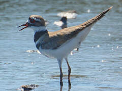 Killdeer