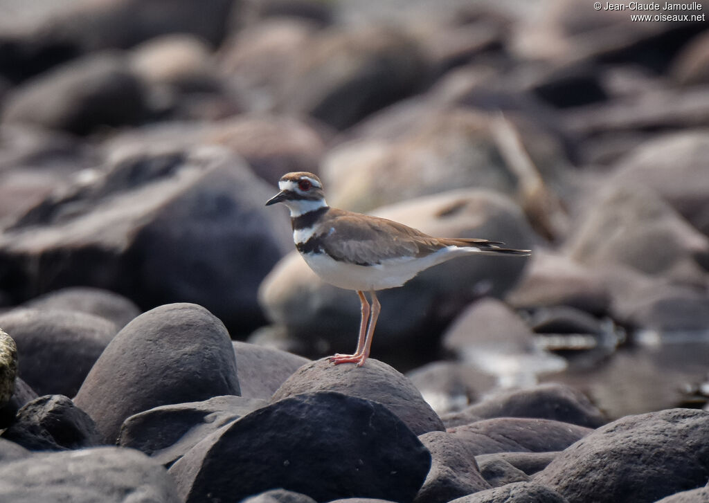 Killdeer