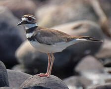 Killdeer