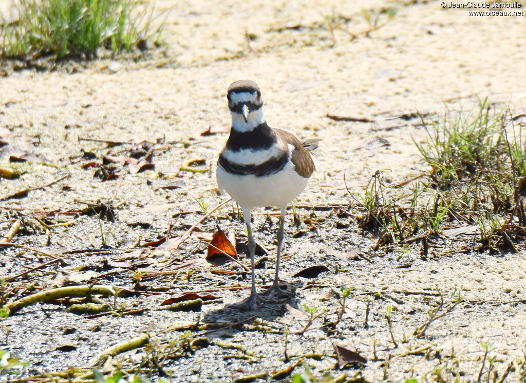 Killdeer