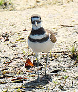 Killdeer