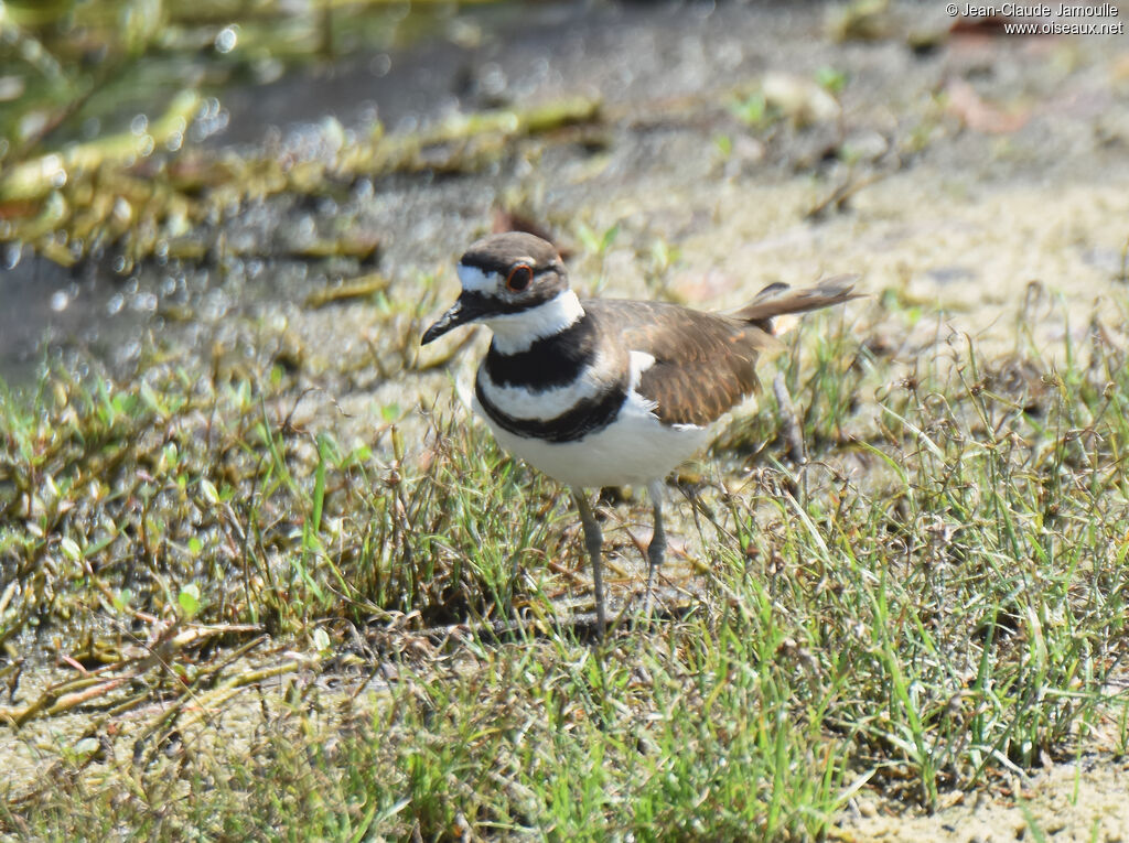 Killdeer