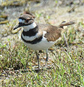 Killdeer