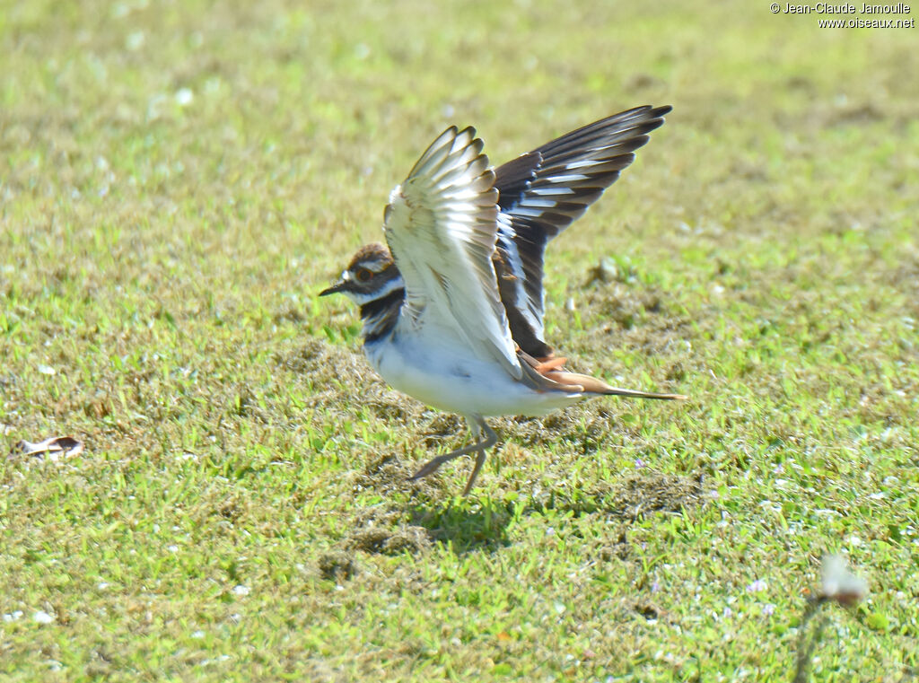 Killdeer