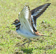 Killdeer