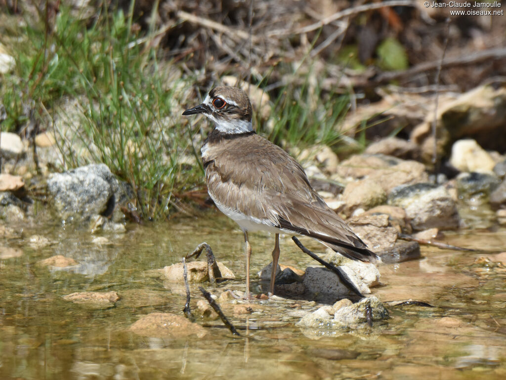 Killdeer