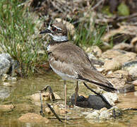 Killdeer