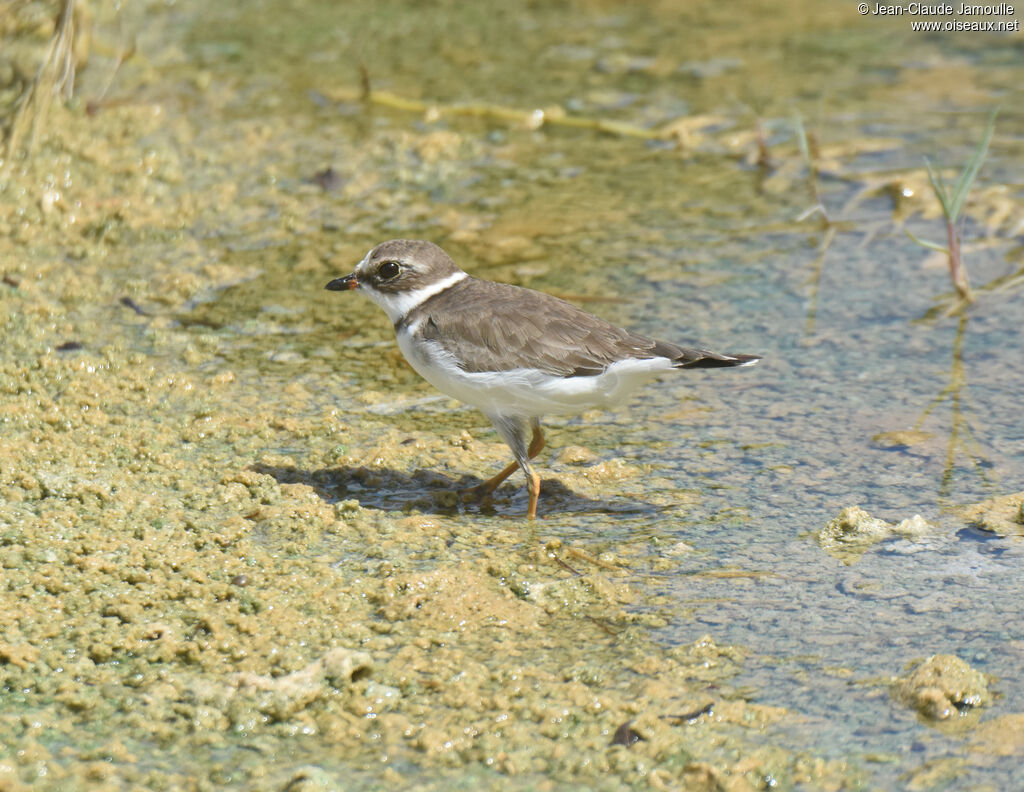 Semipalmated Plover