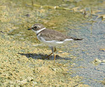 Semipalmated Plover