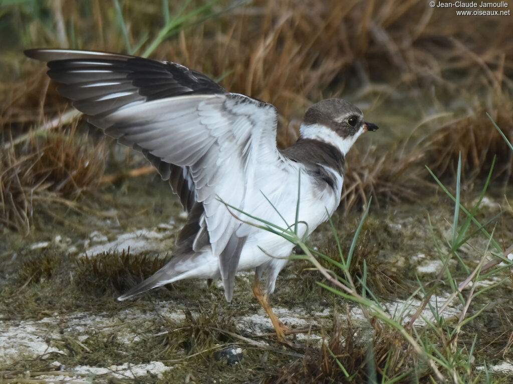 Semipalmated Plover