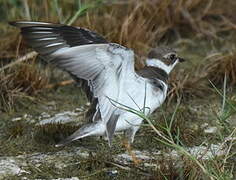 Semipalmated Plover