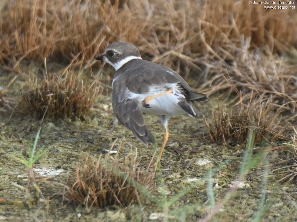 Semipalmated Plover