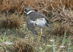 Semipalmated Plover