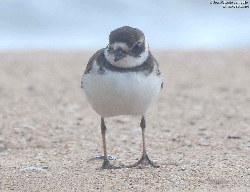 Semipalmated Plover