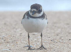 Semipalmated Plover