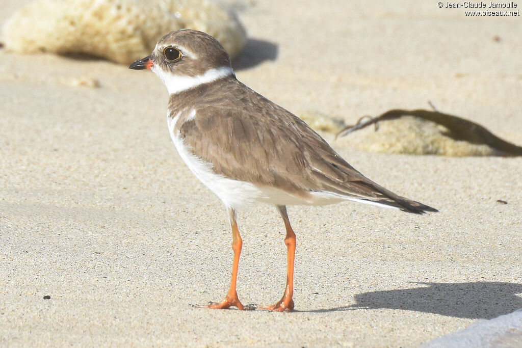 Semipalmated Plover