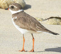 Semipalmated Plover