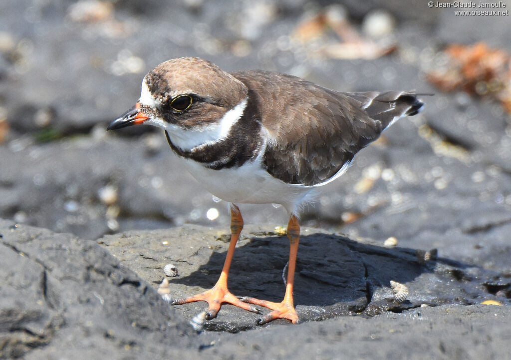 Semipalmated Plover