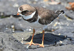 Semipalmated Plover