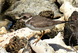 Semipalmated Plover