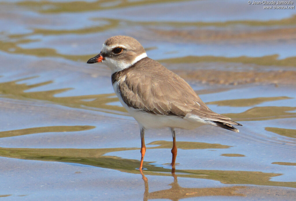 Semipalmated Ploverpost breeding, identification, aspect, walking, fishing/hunting