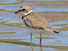 Semipalmated Plover