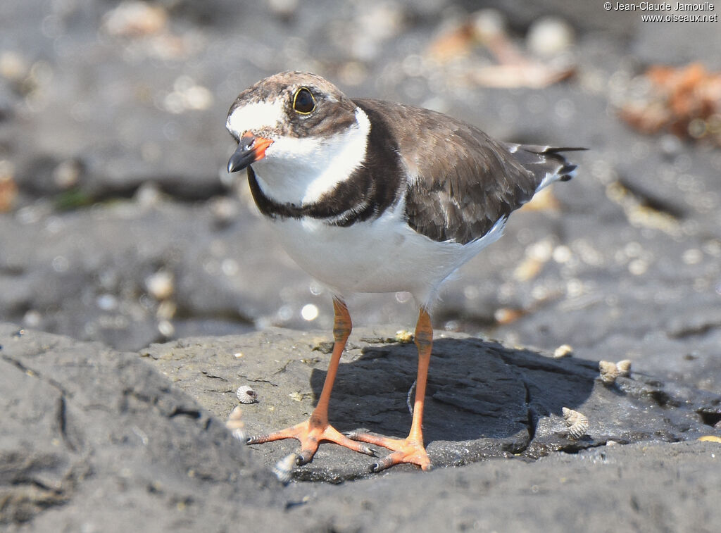 Semipalmated Plover