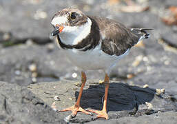 Semipalmated Plover