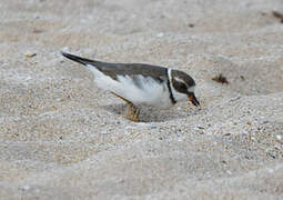 Semipalmated Plover