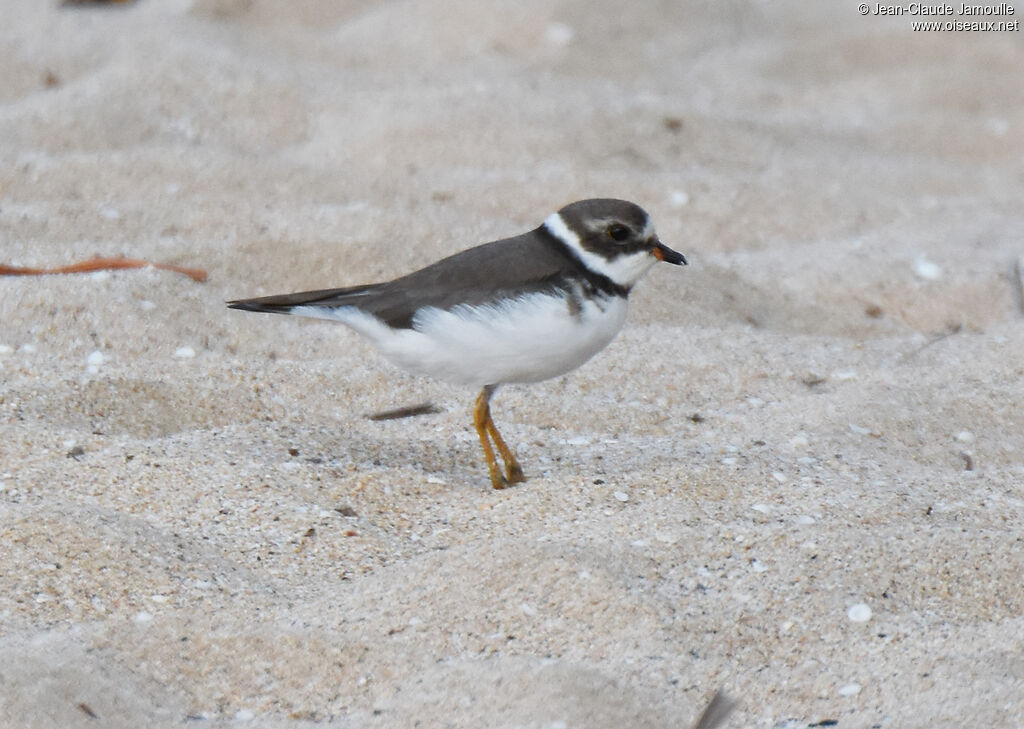 Semipalmated Plover