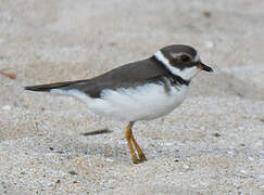 Semipalmated Plover