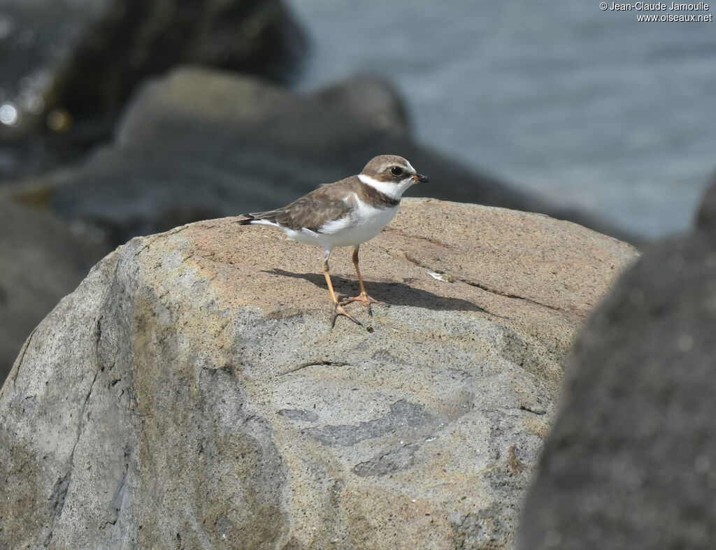 Semipalmated Plover