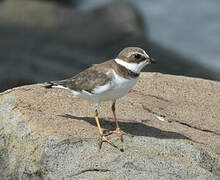 Semipalmated Plover