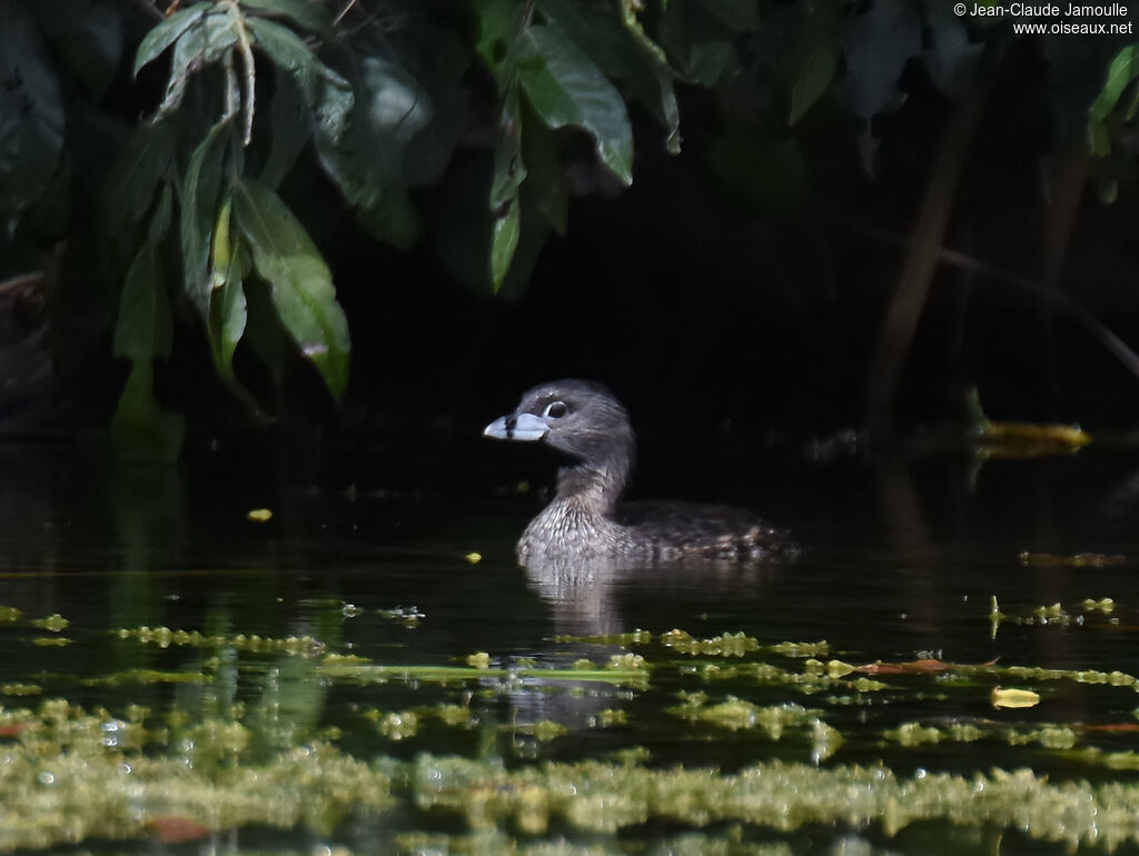 Pied-billed Grebe