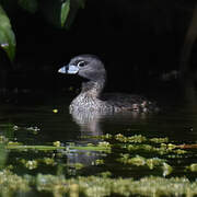 Pied-billed Grebe