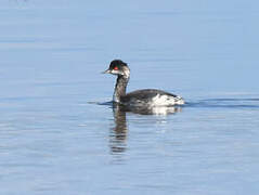 Black-necked Grebe