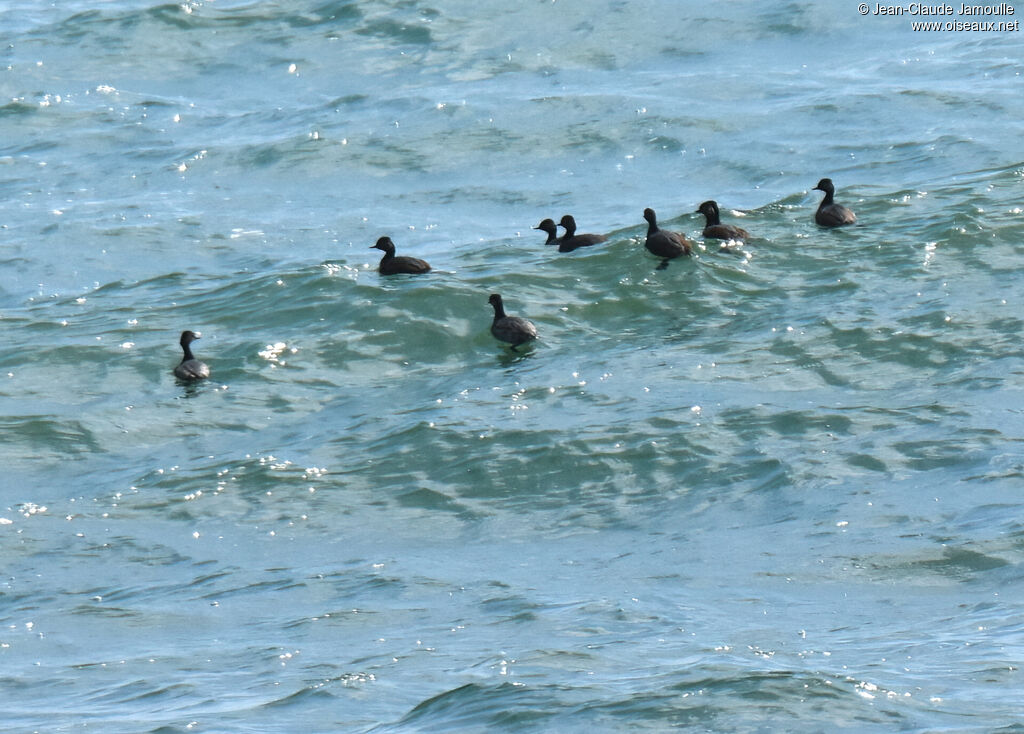 Black-necked Grebe