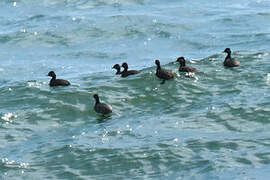 Black-necked Grebe