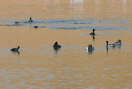 Black-necked Grebe