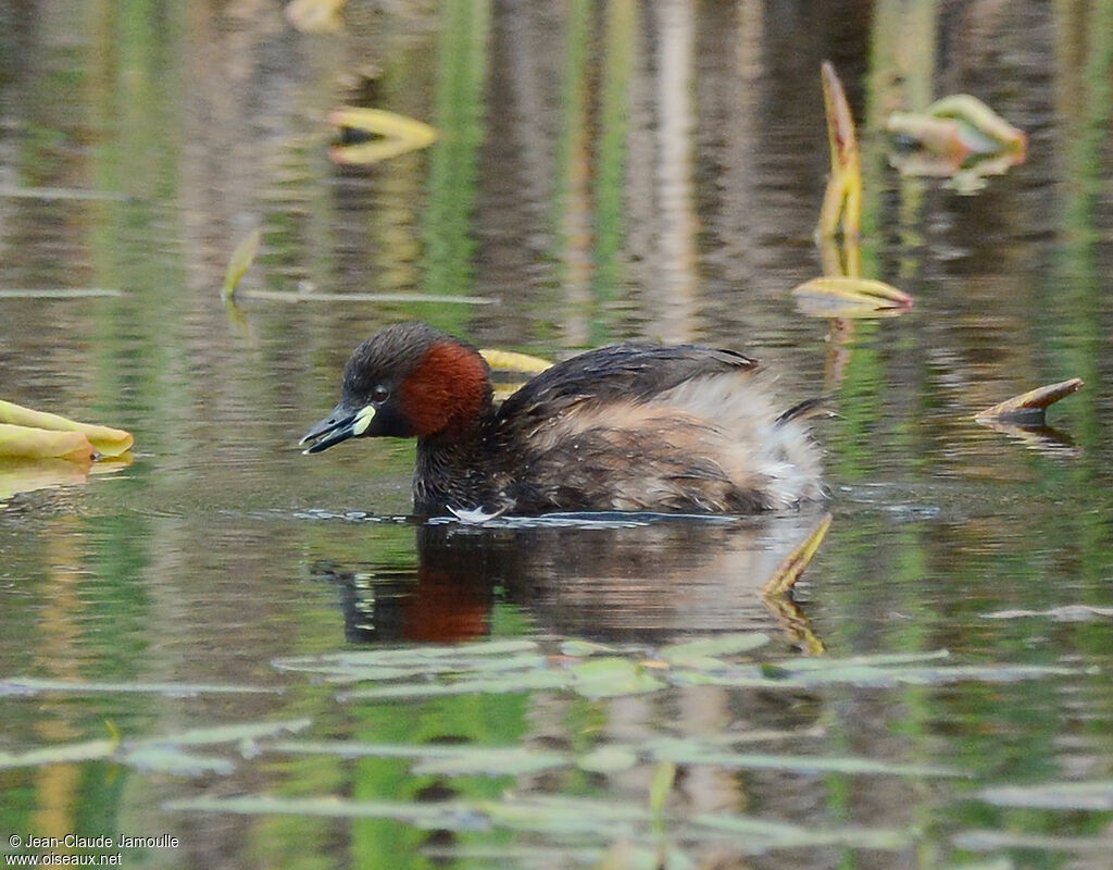 Little Grebe