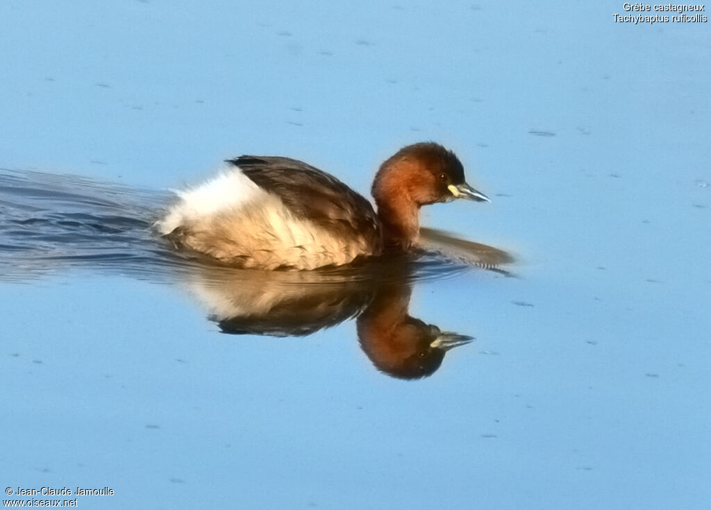 Little Grebe