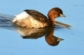 Little Grebe