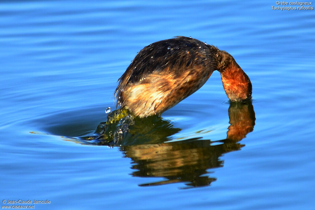 Little Grebe, Behaviour