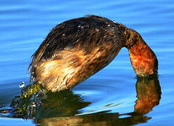 Little Grebe