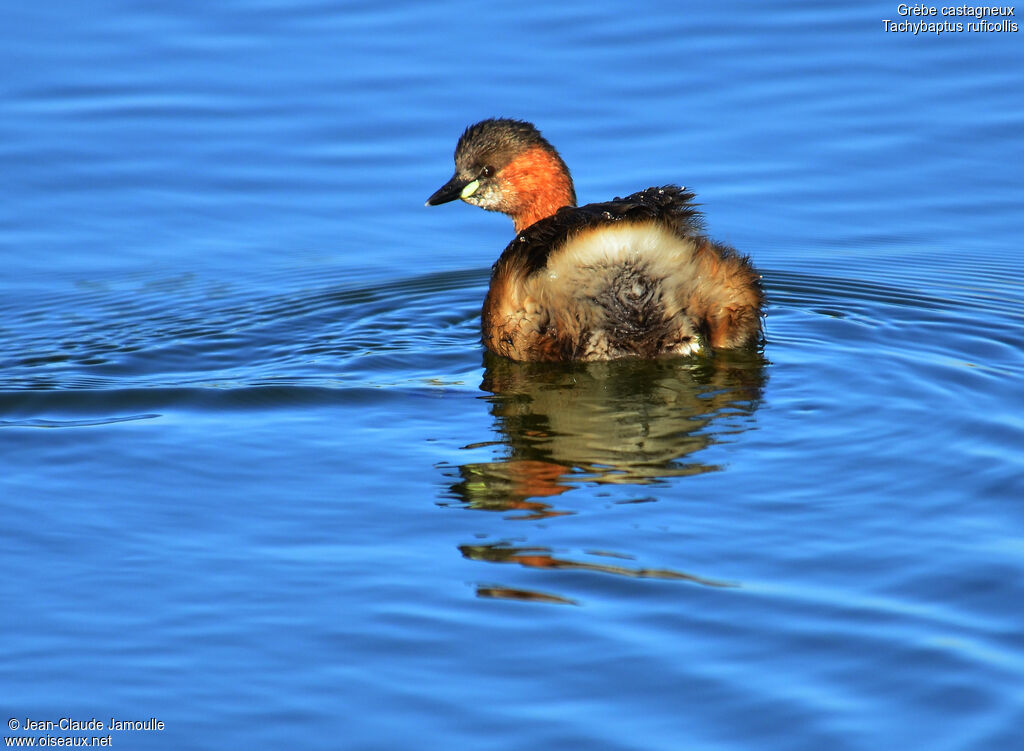 Little Grebe, Behaviour