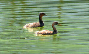 Little Grebe