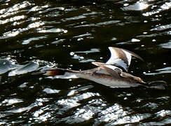 Great Crested Grebe