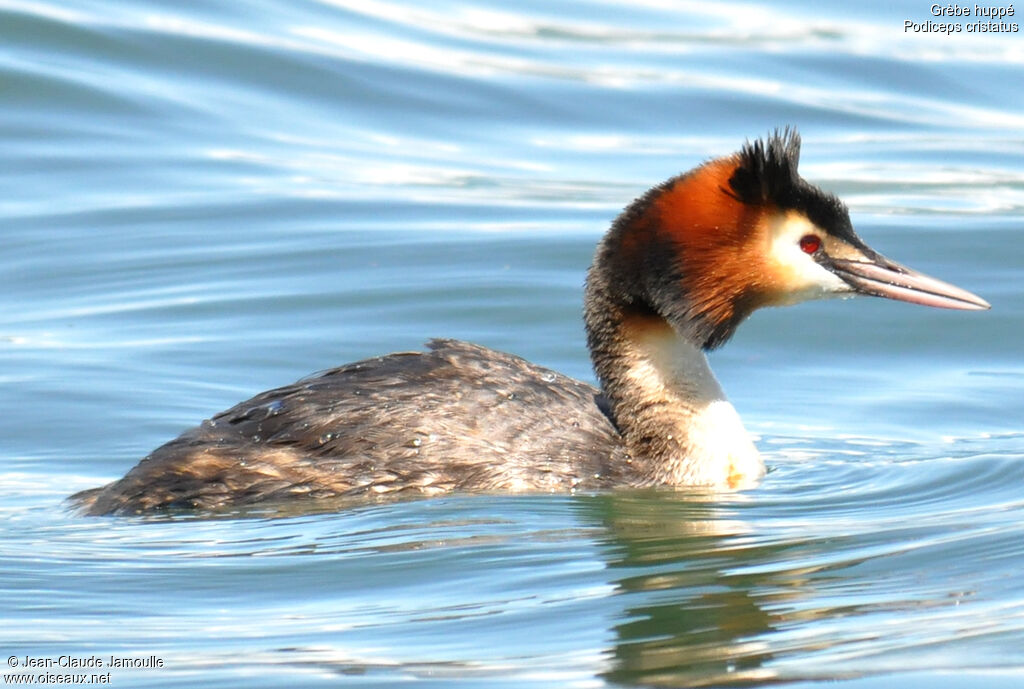 Great Crested Grebe, Behaviour