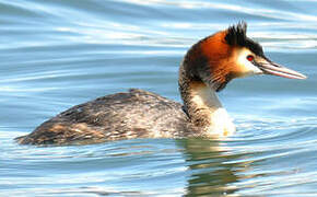 Great Crested Grebe