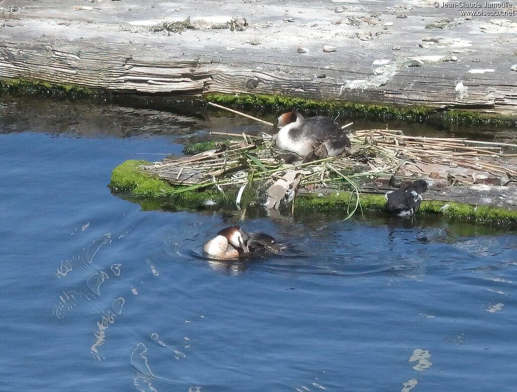 Great Crested Grebeadult, Reproduction-nesting